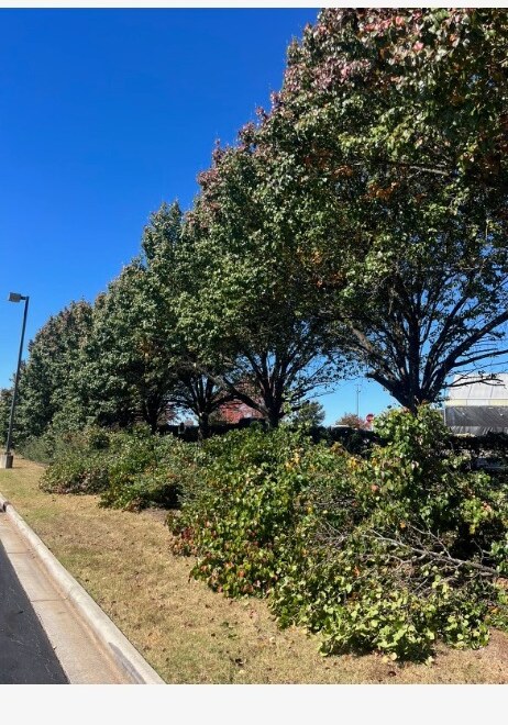 Tree Removal & Trimming